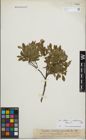 Foto von Salix foetida Schleich. ex DC. x Salix waldsteiniana Willd.